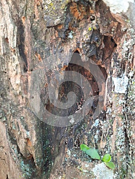 Just tree on side street 7