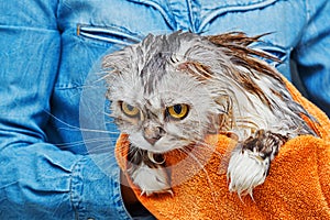 Just washed angry cat