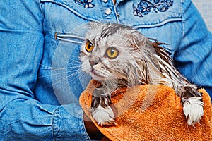 Just washed lop-eared cat in bathroom