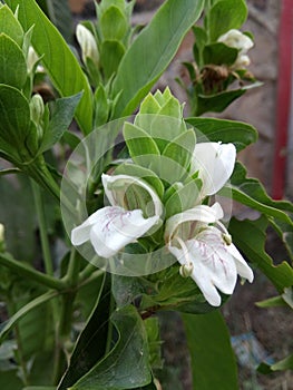 Justicia adhatoda plant and flowers photo