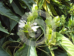 Justicia adhatoda vasaka flowering twig