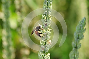 Justicia betonical flowers and bee. photo