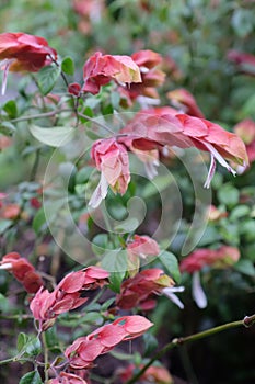 Justicia Brandegeana, ornamental flowers included in shrubs, originated from Mexico and grew to America