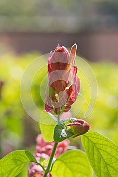 Justicia brandegeana Variegata photo