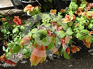 Justicia brandegeeana, Mexican shrimp plant