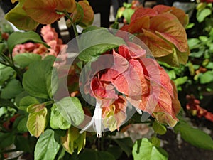 Justicia brandegeeana, Mexican shrimp plant photo