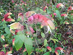 Justicia Brandegeeana Plant Blossoming in Garden.