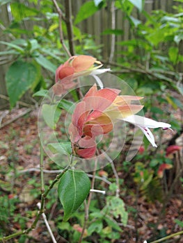 Justicia Brandegeeana Plant Blossoming in Garden.