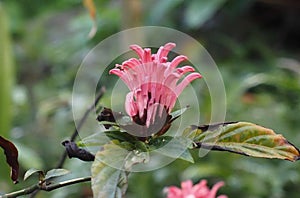 Justicia Carnea Or Brazilian Plume Flower