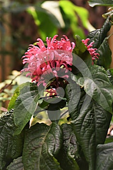 Justicia carnea flower.