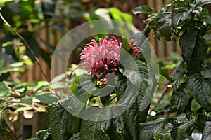 Justicia carnea flower.