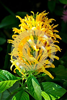 Justicia carnea jacobinia flowers