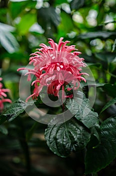 Justicia carnea, jacobinia photo