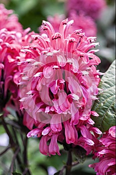 Justicia carnea photo