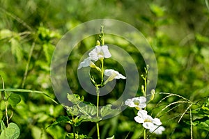 Justicia Gangetica flower