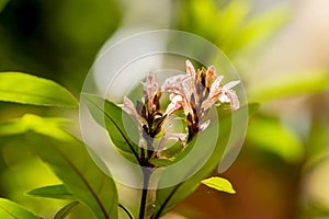 Justicia gendarussa flowers on nature background