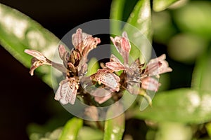 Justicia gendarussa flowers on nature background