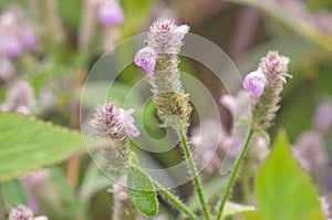 Justicia procumbens or Strobilanthes chiangdaoensis Terao photo