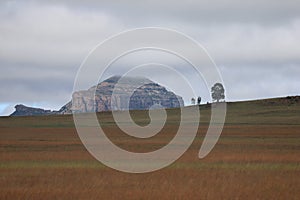 Jut a rounded hillock, a lonesome tree and grass plains