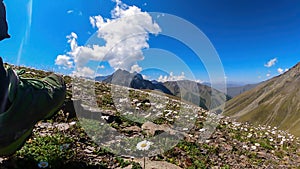 Juta - Marguerite daisies blooming in high Caucasus Mountains in Georgia.