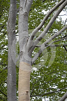 With Jute, beech trees where the light intensity has been changed by grubbing neighboring trees are protected against drying out,