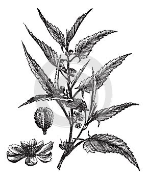 Jute or Corchorus capsularis or Corchorus olitorius vintage engraving