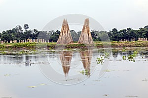 Jute dry process at rural west bengal india