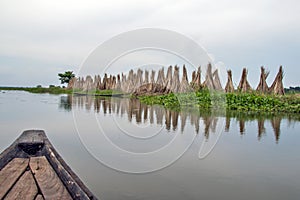 Jute dry process at rural west bengal india