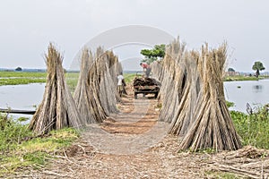 Jute dry process at rural west bengal india