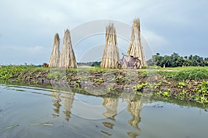 Jute dry process at rural west bengal india