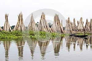 jute drying process at rural west bengal