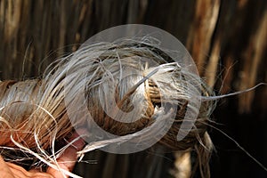 Jute fiber catch on the hand photo