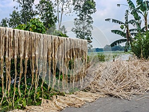 Jute fiber hanging under the sun for drying. Jute cultivation in Bangladesh. Jute is known as the golden fiber. It is yellowish