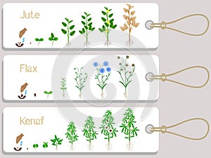 Jute, flax and kenaf plant growth cycle tags.