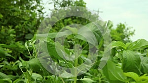 Jute Land or Jute Fields. The green jute leaves are swaying in the wind