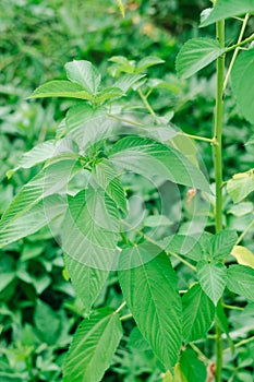 Jute mallow AKA Jew`s mallow or Nalta jute plant has primary source of jute fiber has primary source of jute fiber