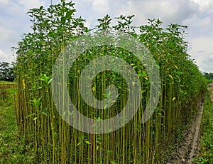 Jute plant in the field. Jute cultivation in Assam in India. photo