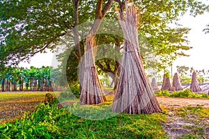 Jute plant stems laid for drying in the sun