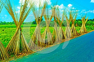 Jute plant stems laid for drying in the sun