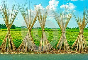 Jute plant stems laid for drying in the sun