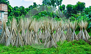 Jute plant stems laid for drying in the sun