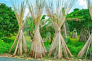 Jute plant stems laid for drying in the sun