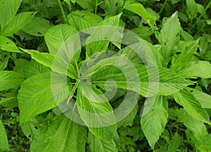 Jute plants in the field