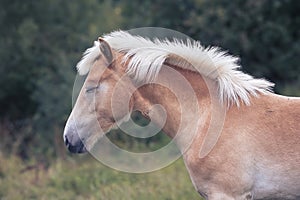 Jutland horse closeup