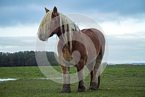 Jutland Horse, Equus ferus caballus