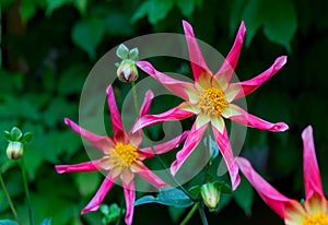 Juuls Allstar dahlia flowers in garden border