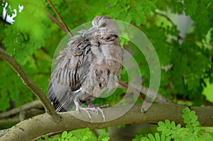 Juv. Ring-necked Dove (Streptopelia capicola)