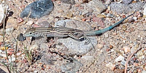 Juveile Plateau Striped Whiptail Lizard