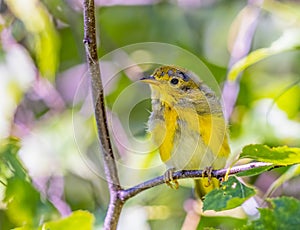 Juveline American Yellow Warbler perched on a tree photo
