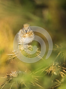 Juvenil Goldfinch on Thistle plants photo